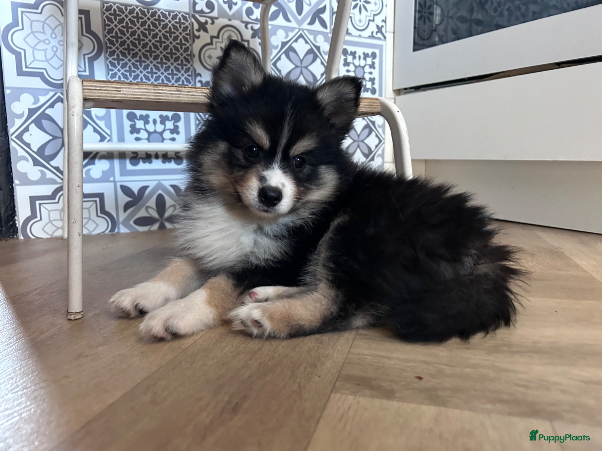 Pomsky honden 6 pomskys - Advertentie 2