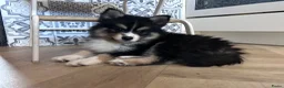 Pomsky honden te koop: 6 pomskys - Advertentie 2