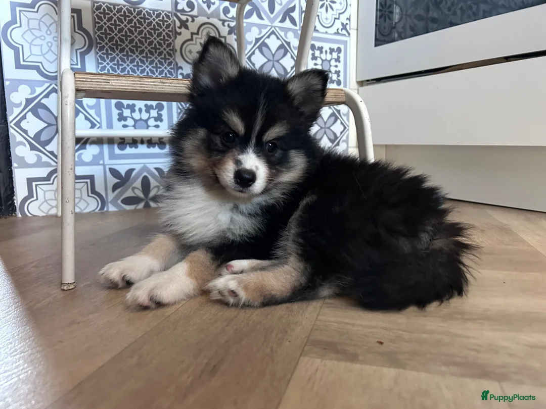 Pomsky honden te koop: 6 pomskys - Advertentie 2