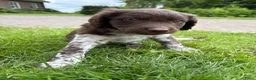 Friese Stabij honden te koop: Friese stabij puppy’s  in Uithuizermeeden - Advertentie 15