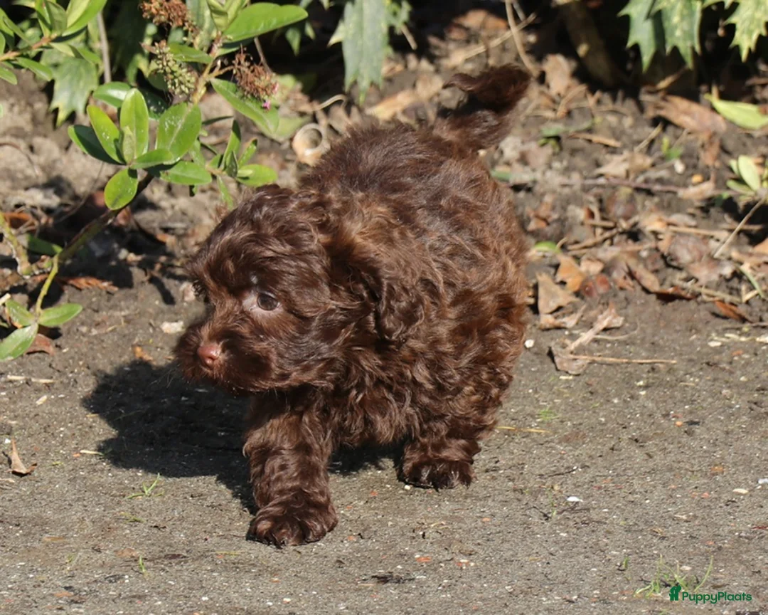 Kruising honden te koop: maltipoo/shihpoo pups beschikbaar - Advertentie 12