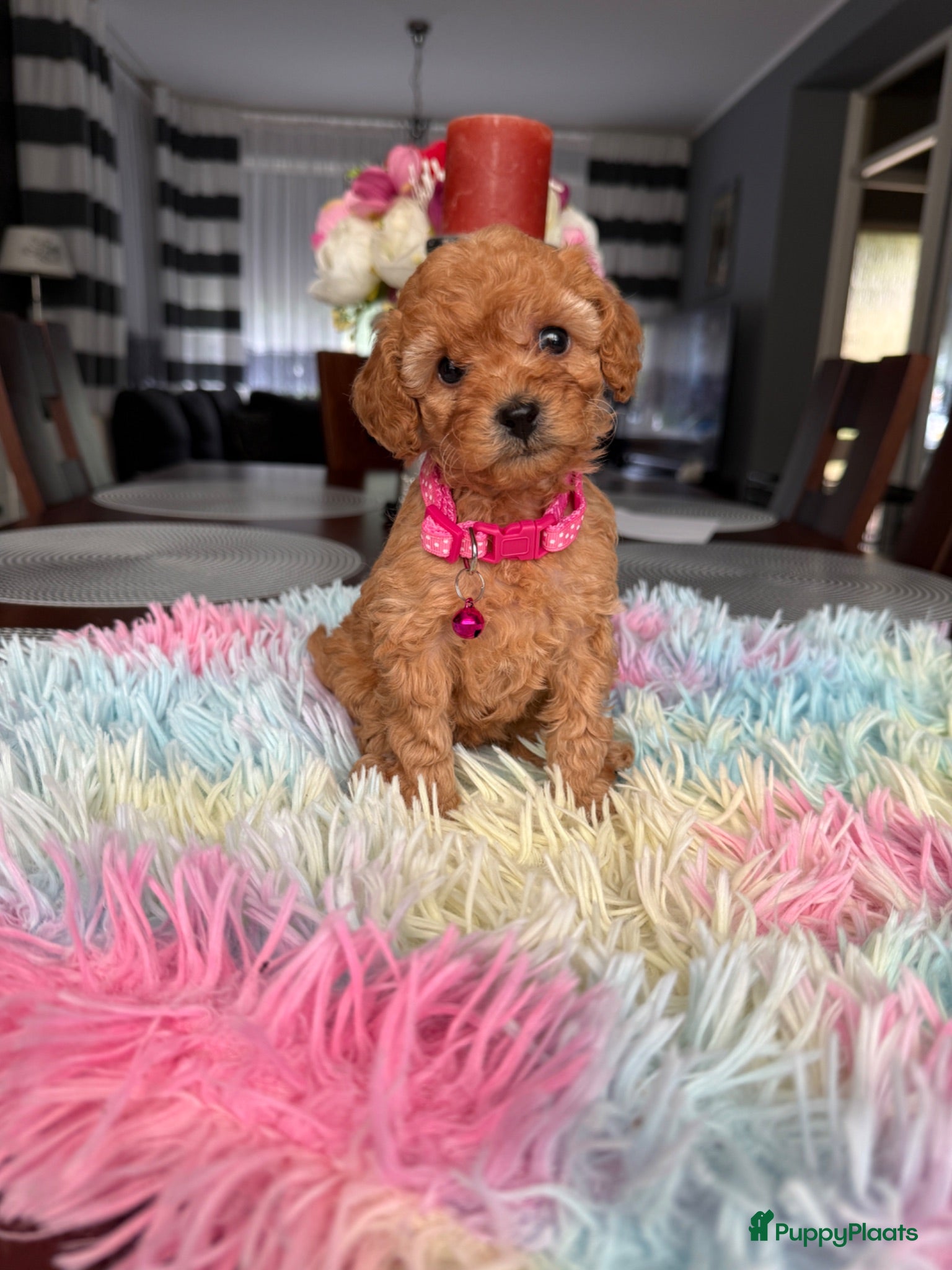 Poedel Toy honden Poedel toy 2 teef red Braun en red  - Advertentie 2