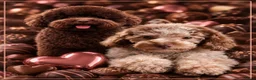 Dwergpoedel honden te koop: Choco/ Choco merle dwergpoedels - Advertentie 2