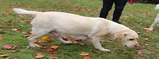 Piper