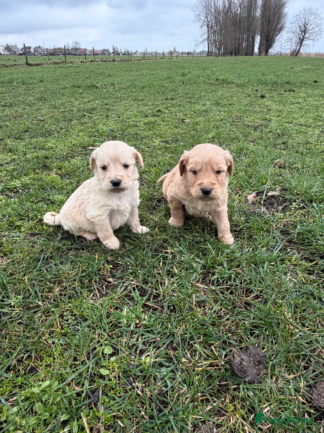 Kruising honden te koop: Mooie goldendoodle pups! - Advertentie 6