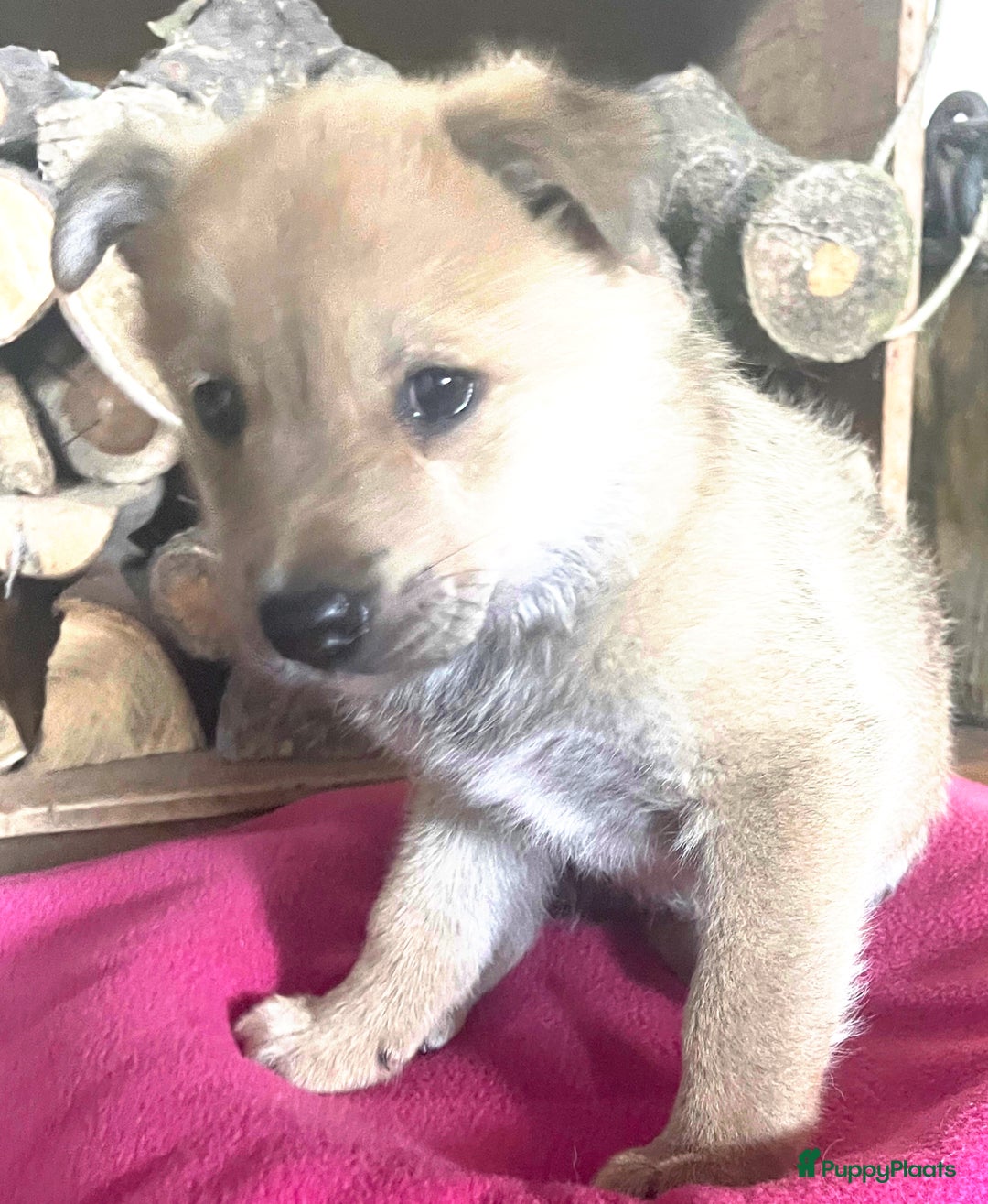 Kruising honden te koop: Veelbelovende kruising met actieve en trouwe genen - Afbeelding 9