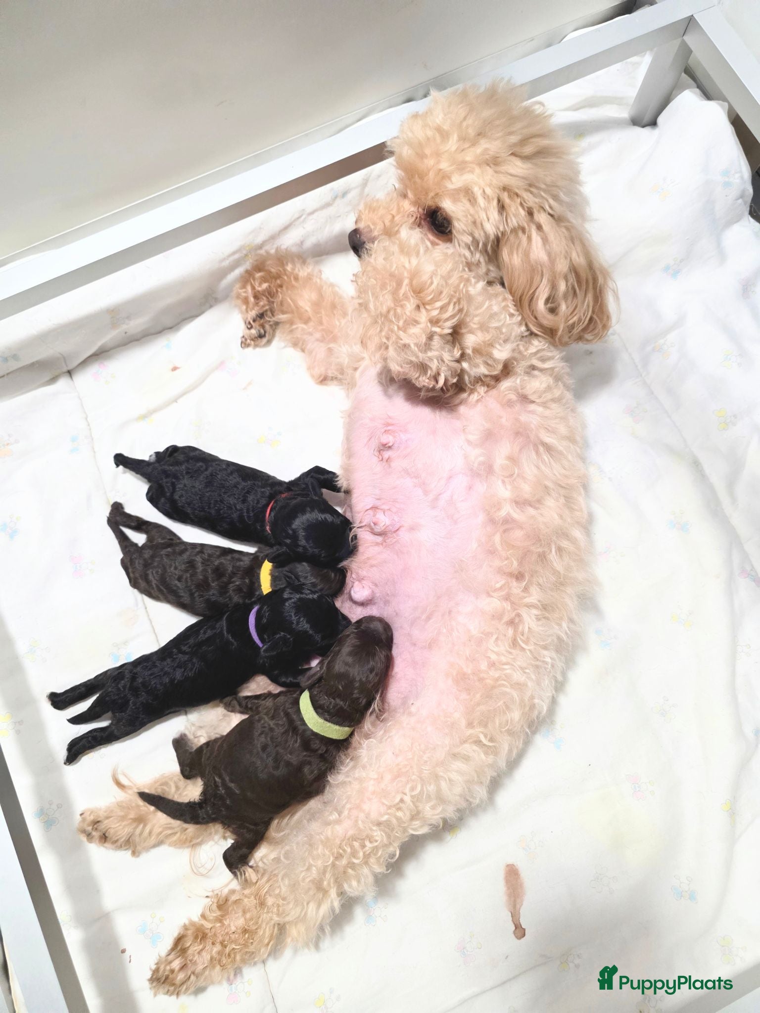 Poedel Toy honden 4 puppy's van Ginger en Uggy - Advertentie 18