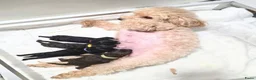 Poedel Toy honden te koop: 4 puppy's van Ginger en Uggy - Advertentie 1