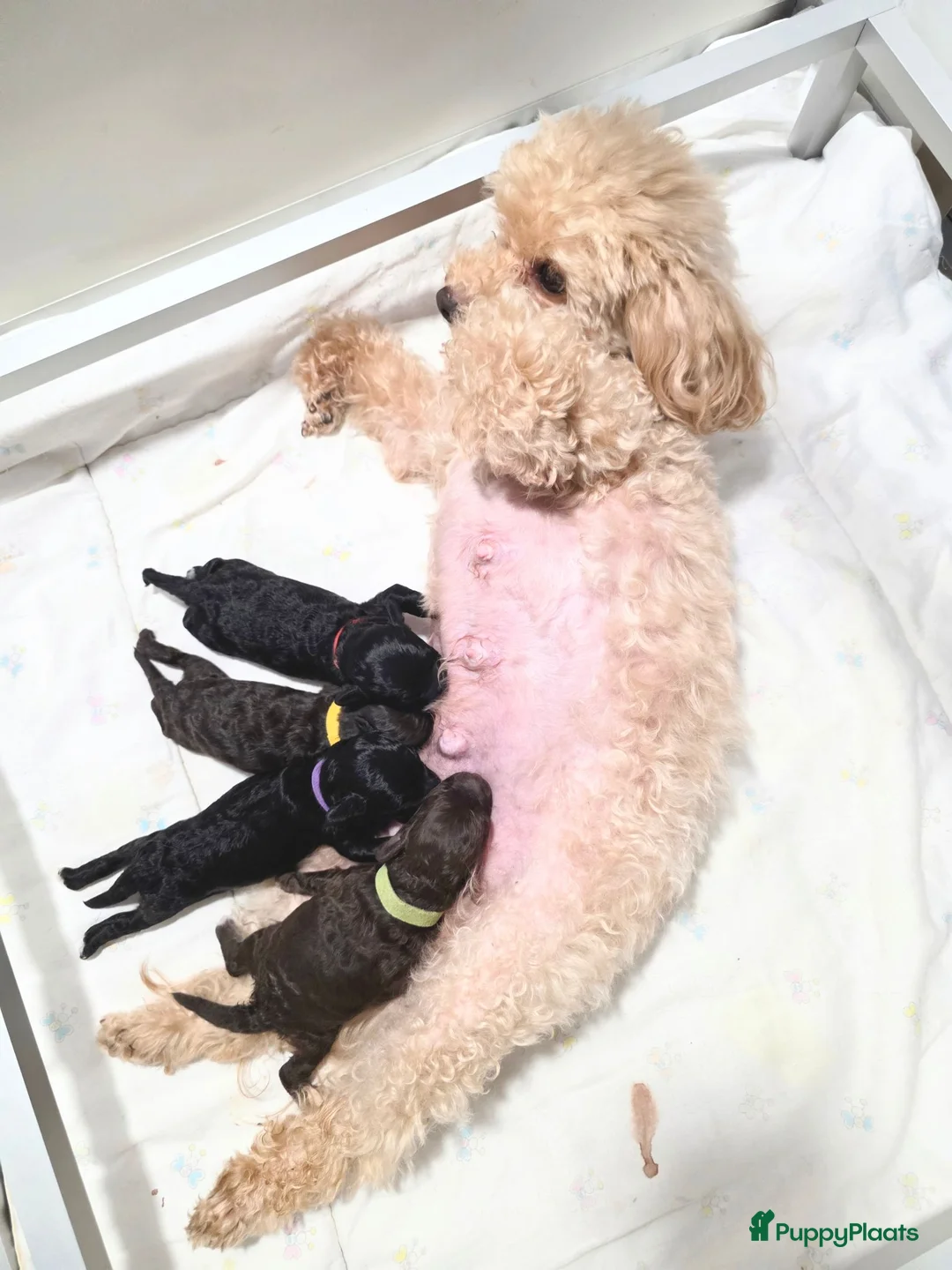 Poedel Toy honden te koop: 4 puppy's van Ginger en Uggy - Advertentie 1