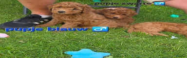 Labradoodle Puppy 1
