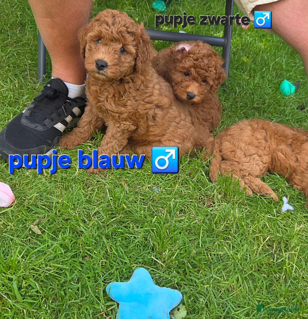 Labradoodle honden te koop: Mini labradoodles mogen verhuizen  - Advertentie 22