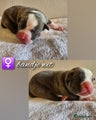 Amerikaanse Bully Puppy 13
