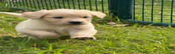 Golden Retriever honden te koop: Lieve Golden Retriever pups  - Advertentie 5