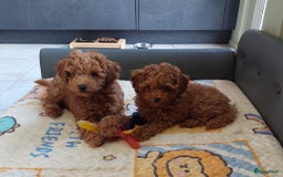 Poedel Toy honden te koop: Te koop Toy Poedels met FCI stamboom in Alblasserdam - Afbeelding 14