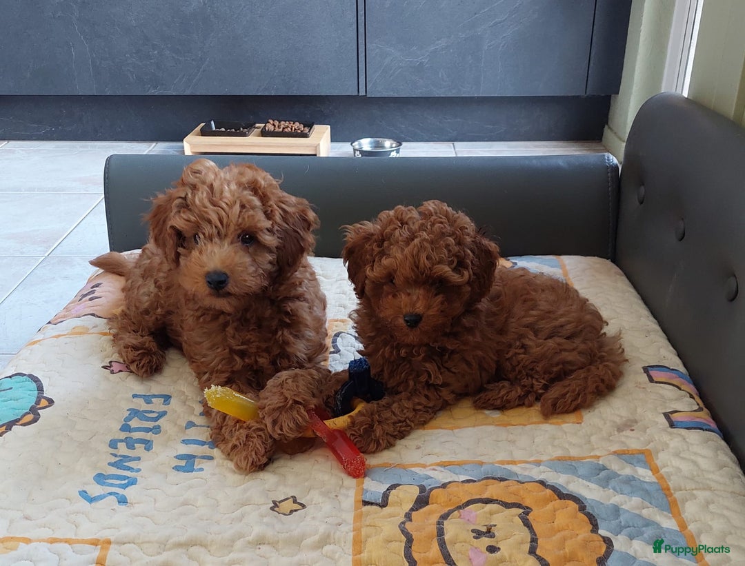 Poedel Toy honden te koop: Te koop Toy Poedels met FCI stamboom in Alblasserdam - Afbeelding 14