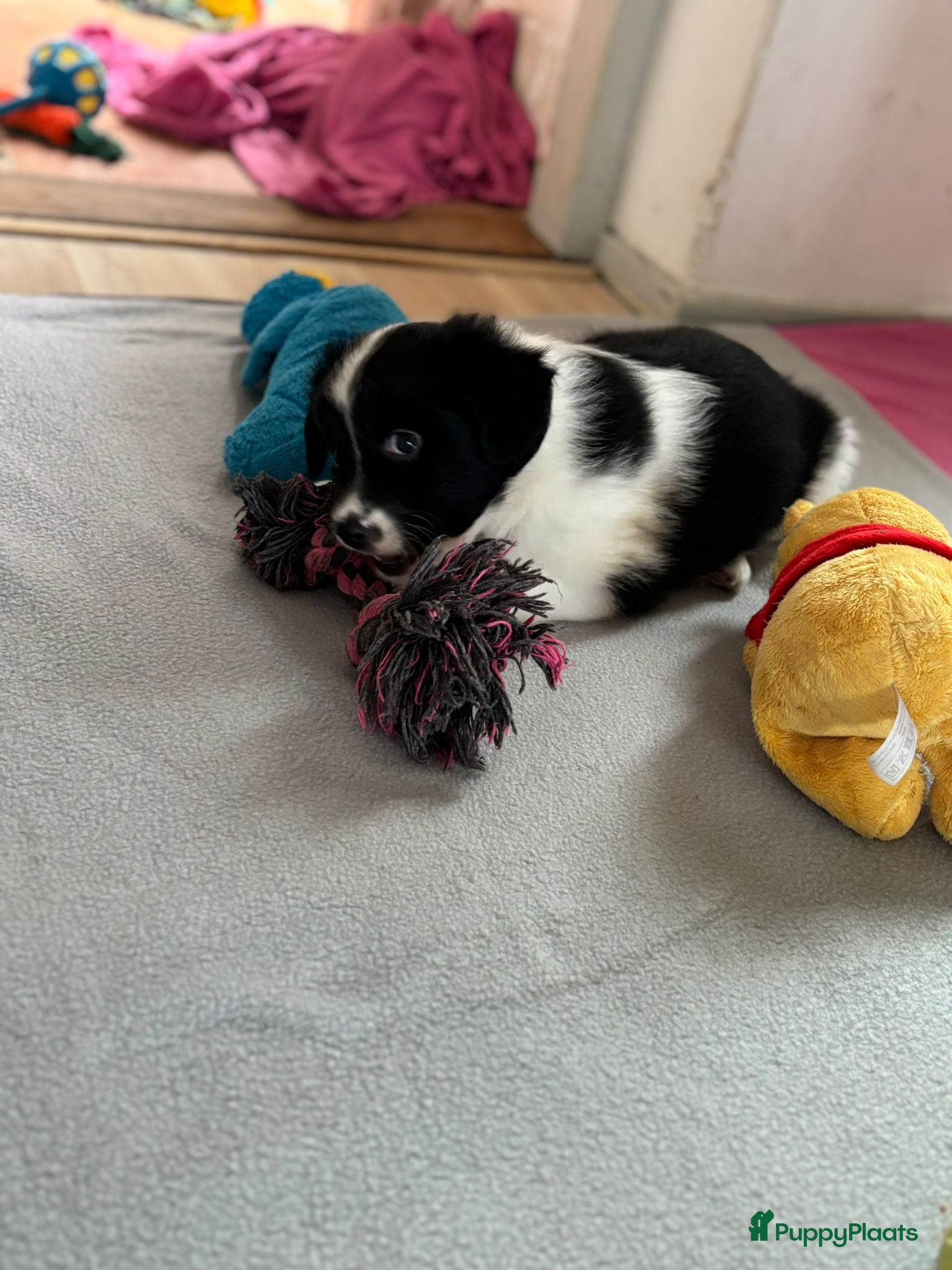 Kruising honden Super schattig gelegenheids nestje - Advertentie 11