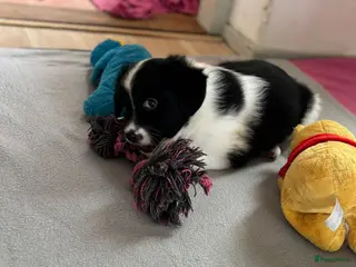 Kruising honden Super schattig gelegenheids nestje - Advertentie 10