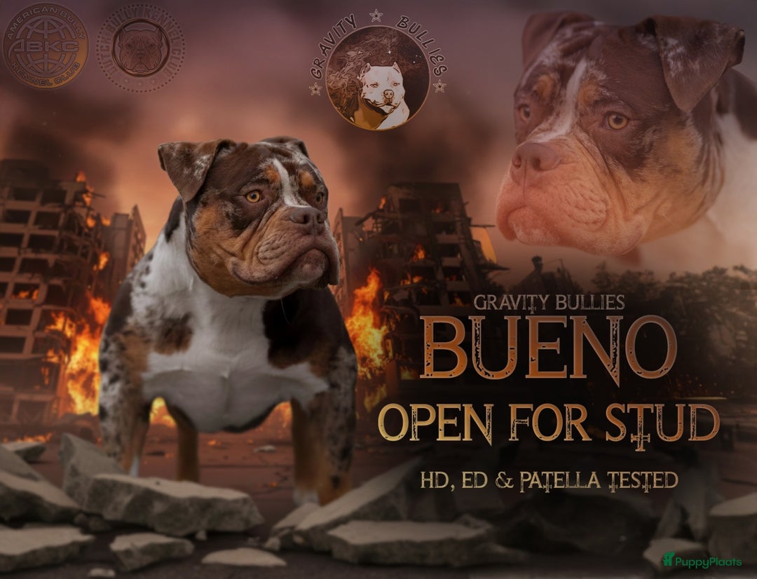 Amerikaanse Bully honden te koop: American Bully pocket  - Advertentie 1