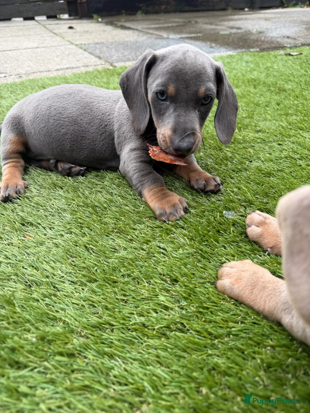 Teckel (korthaar)  honden te koop: Kaninchen x dwerg teckel - Advertentie 25