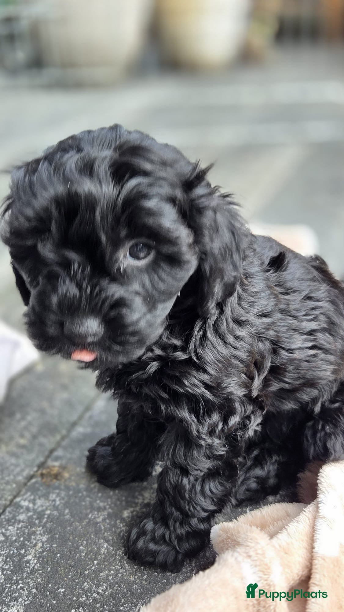 Maltipoo honden Geweldige MaltiPoo’s 🥰 Zwart - Advertentie 2