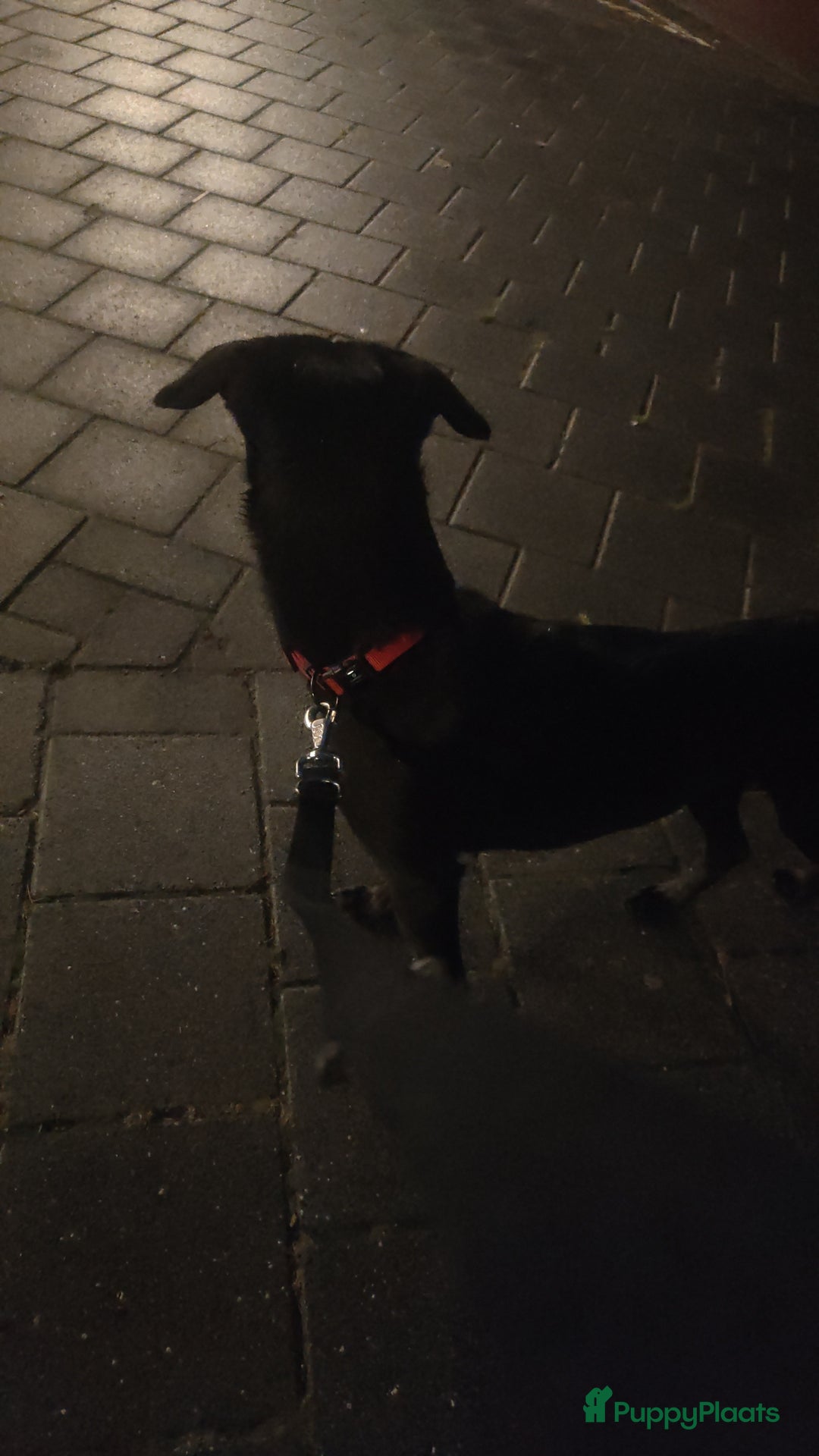 Kruising honden te koop: kruising labrador hazewind zoekt forever home  - Afbeelding 7