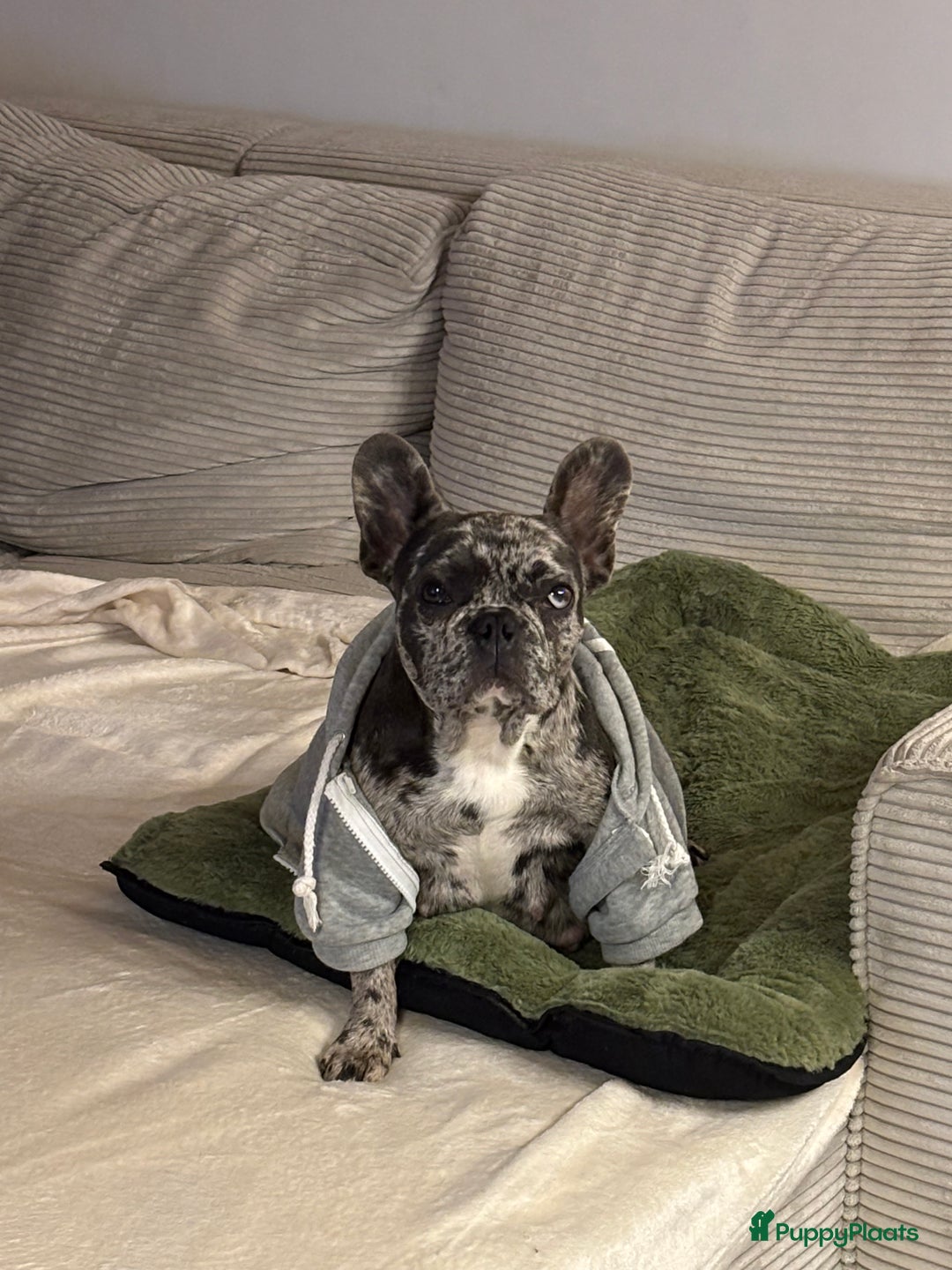 Franse Bulldog honden te koop: Franse bulldog - Advertentie 8