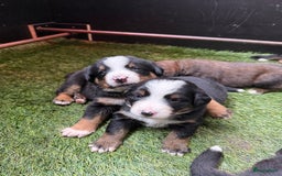 Berner Sennenhond honden te koop: Berner Sennen x Appenzeller pups te koop - Afbeelding 2