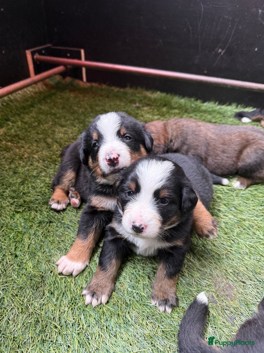 Berner Sennenhond honden te koop: Berner Sennen x Appenzeller pups te koop - Afbeelding 2