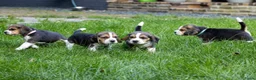 Beagle honden te koop: Mooie stamboom Beagle pups - Advertentie 9