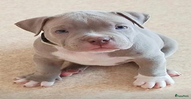 Amerikaanse Bully honden - Advertentie 16