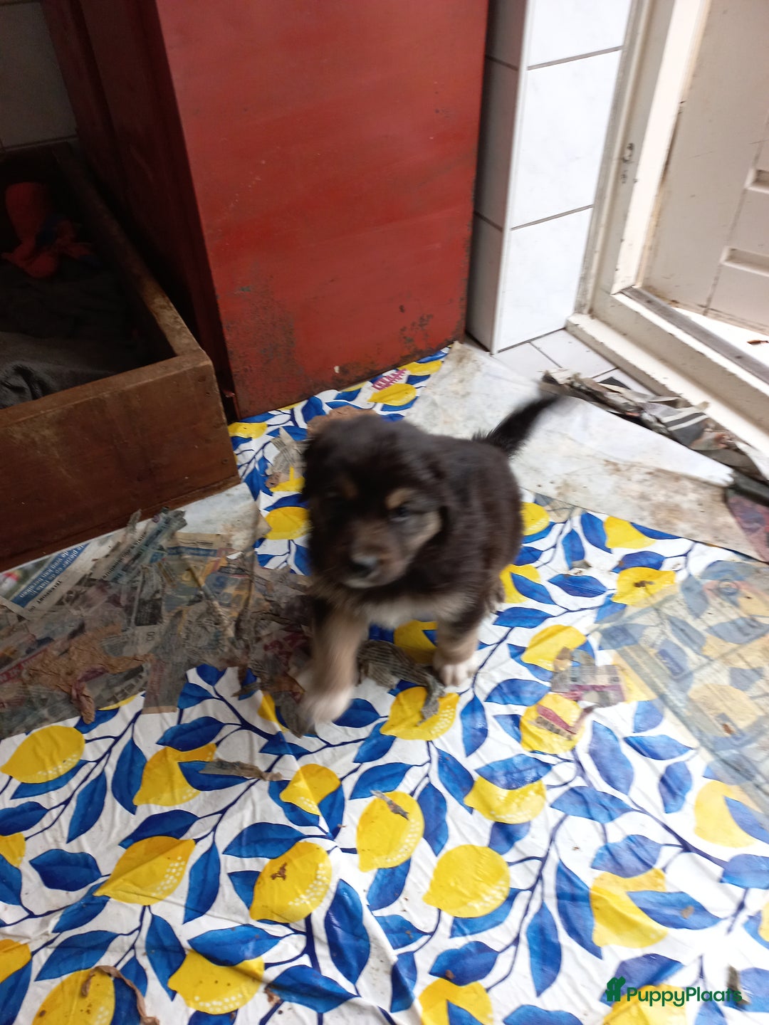 Kruising honden te koop: Mooie pups  mogen weg in de week van 27 november - Advertentie 18