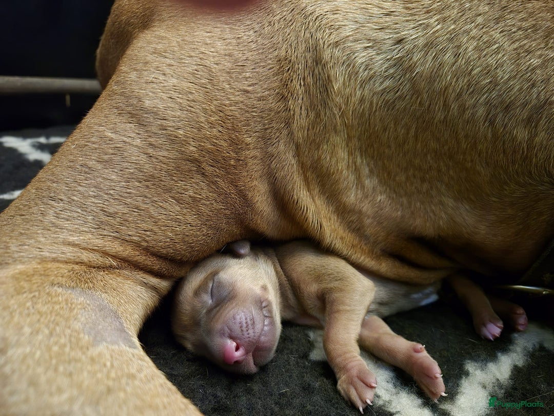 Rhodesian Ridgeback honden te koop: Eenmalig RR nestje-half juni van Keniaanse Teef in Elst - Afbeelding 9