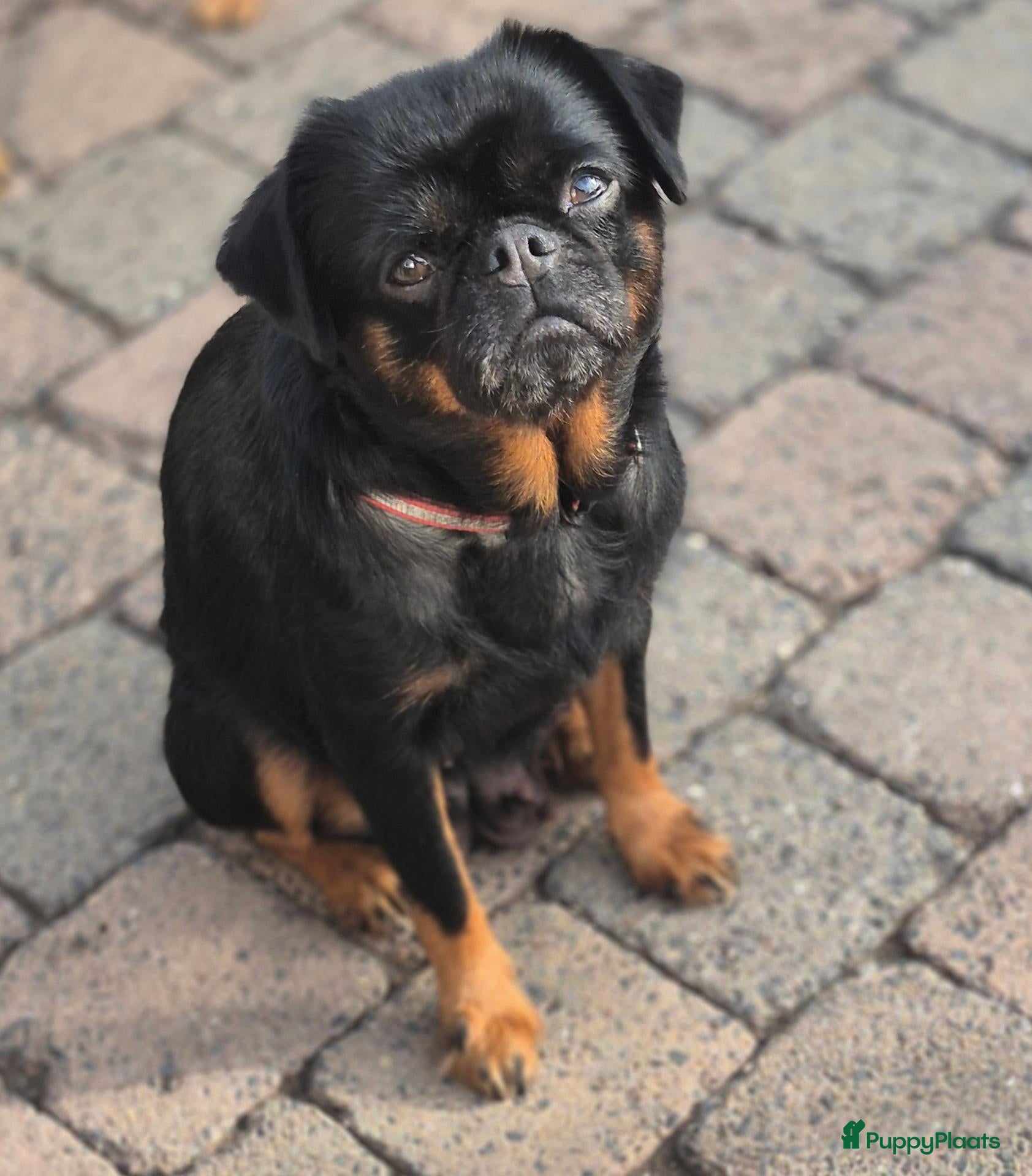 Kruising honden Prachtige Griffonshires, Petit Brabançon-Yorkshire - Advertentie 12
