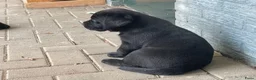 Labrador Retriever honden te koop: mooie zwarte Labrador puppy's te koop - Advertentie 6