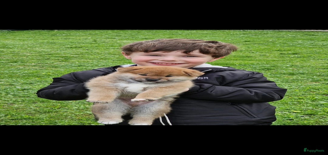 Galerij afbeelding {{count}}