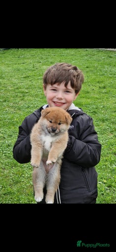 Galerij afbeelding {{count}}