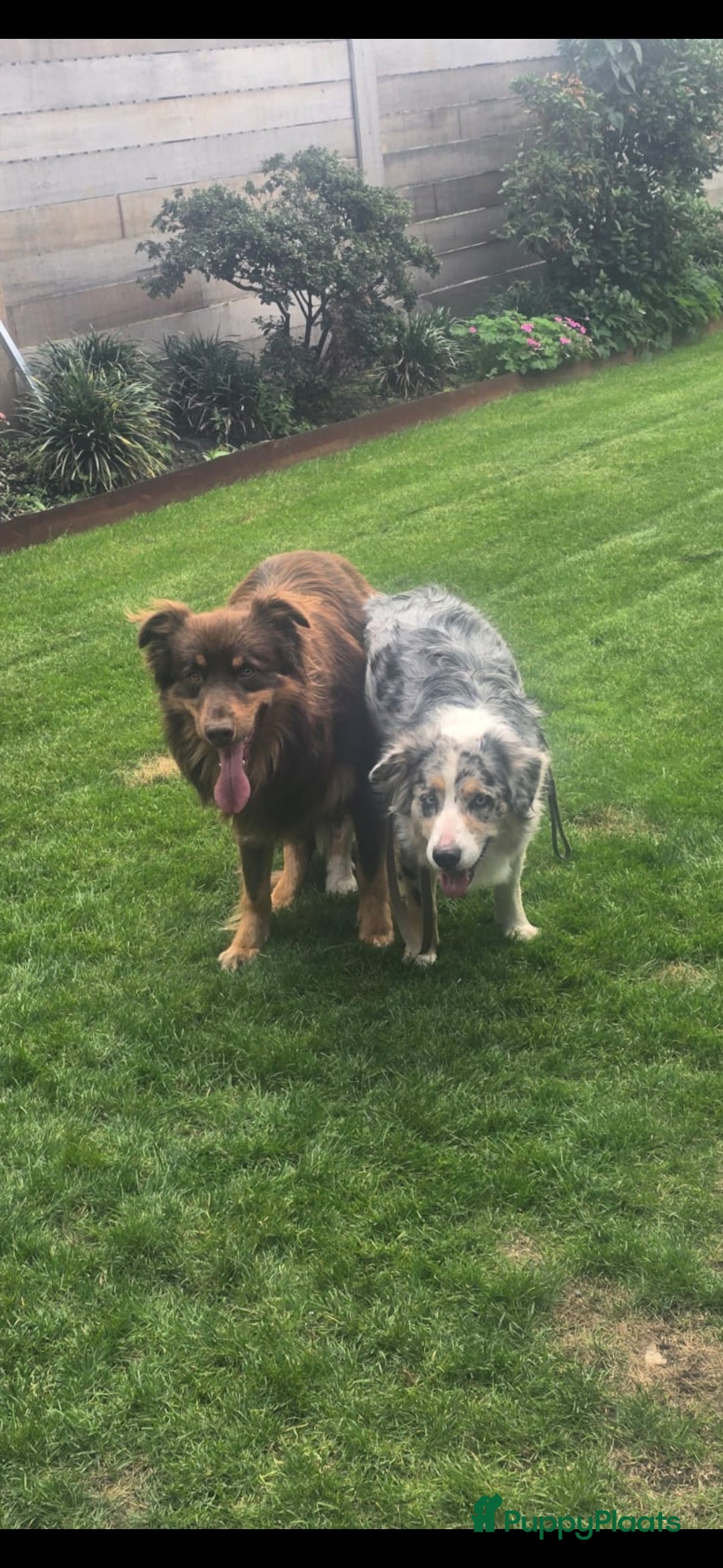 Australian Shepherd honden te koop: Mooie australian sherperd pups. - Advertentie 2