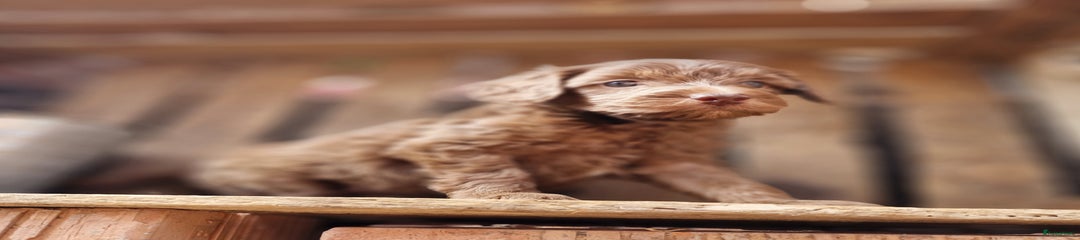 Australian Labradoodle Puppy Benjamin