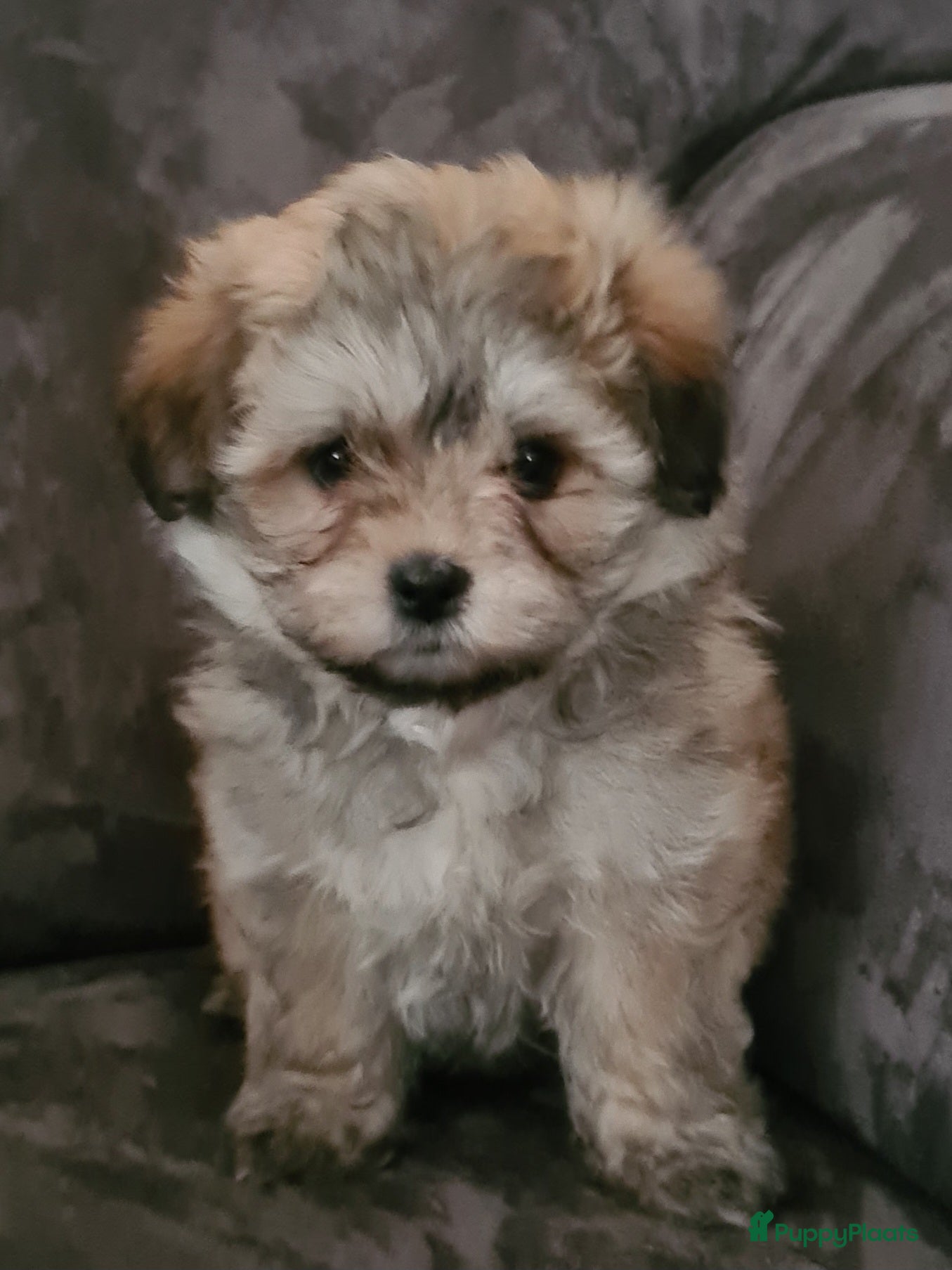 Kruising honden Prachtige lieve shipom pups - Advertentie 5