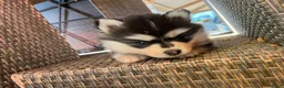 Pomsky honden te koop: Prachtige Pomsky pups - Advertentie 7