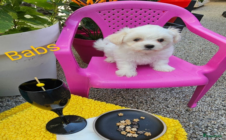 Kruising honden - Advertentie 13