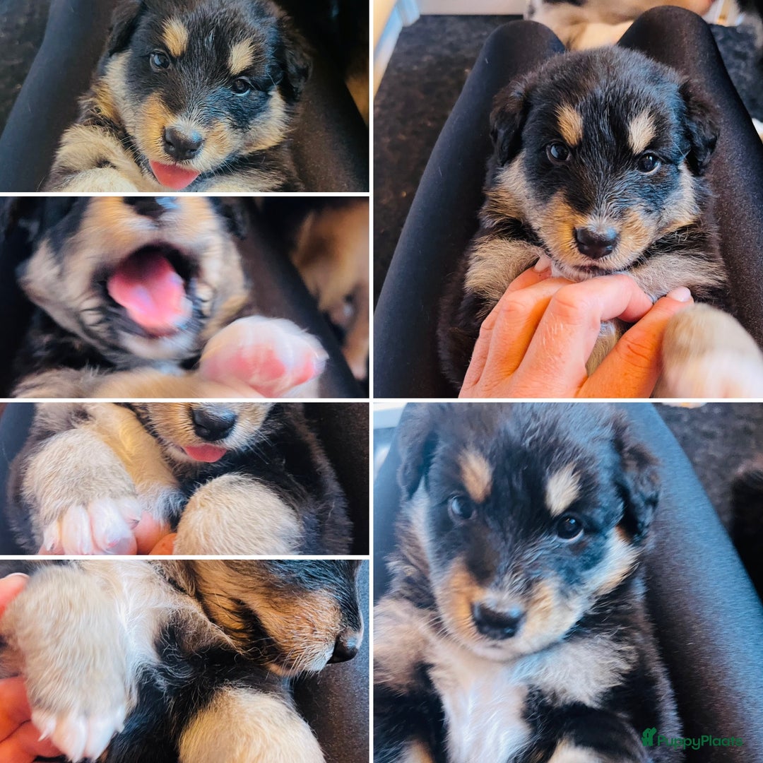 Australian Shepherd honden te koop: Prachtige pups Australian shepherd X Pomsky  - Afbeelding 11