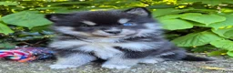Kruising honden te koop: Pomsky x shiba inu (1/4) pups - Advertentie 3