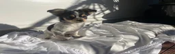 Chihuahua honden te koop: Prachtige chihuahua pups - Advertentie 10