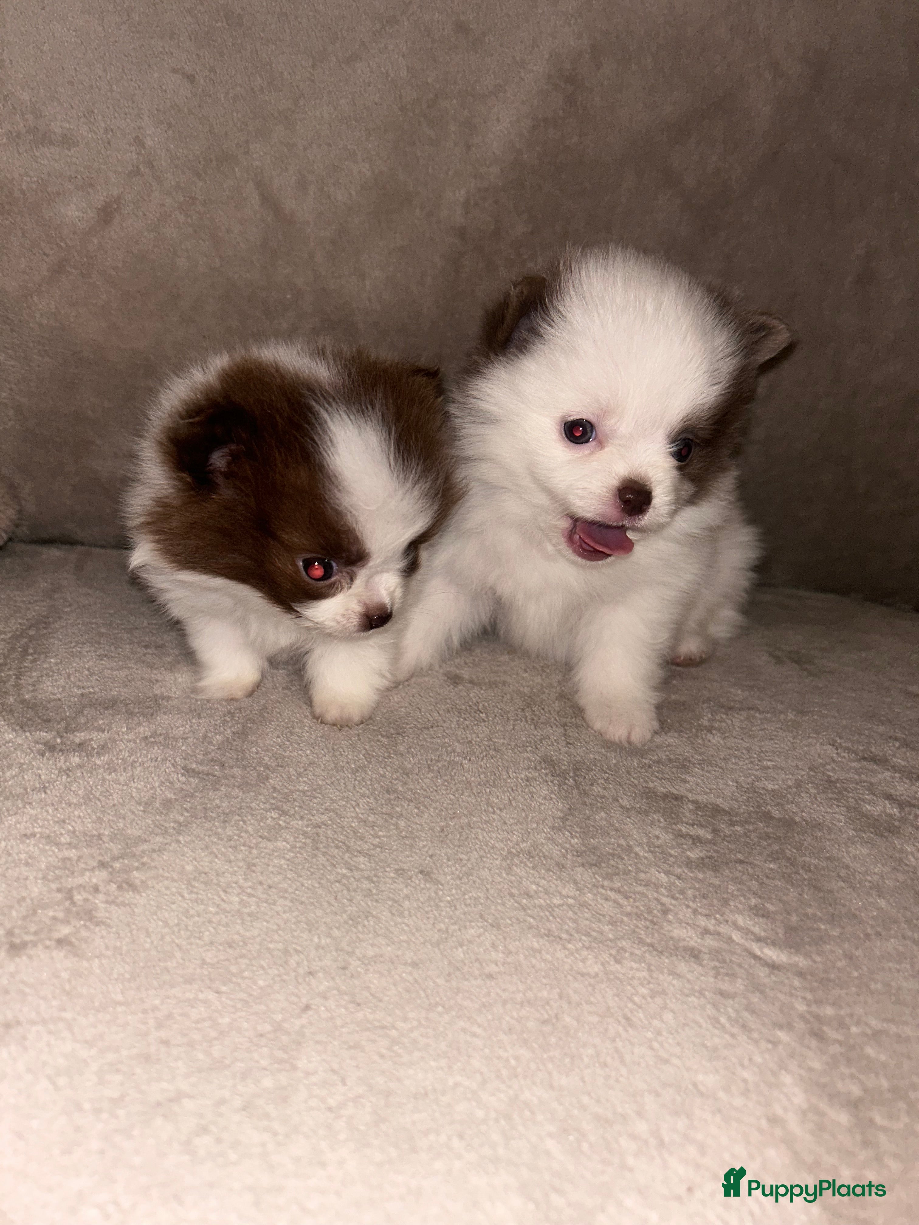 Pomchi honden Kleine pomchi pups 75% pomeranian 25% chihuahua - Advertentie 2