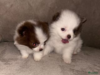 Pomchi honden Kleine pomchi pups 75% pomeranian 25% chihuahua - Advertentie 4