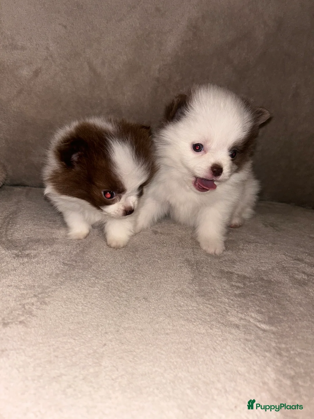 Pomchi honden te koop: Kleine pomchi pups 75% pomeranian 25% chihuahua - Advertentie 1