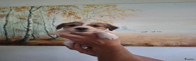 Jack Russel Terriër 5
