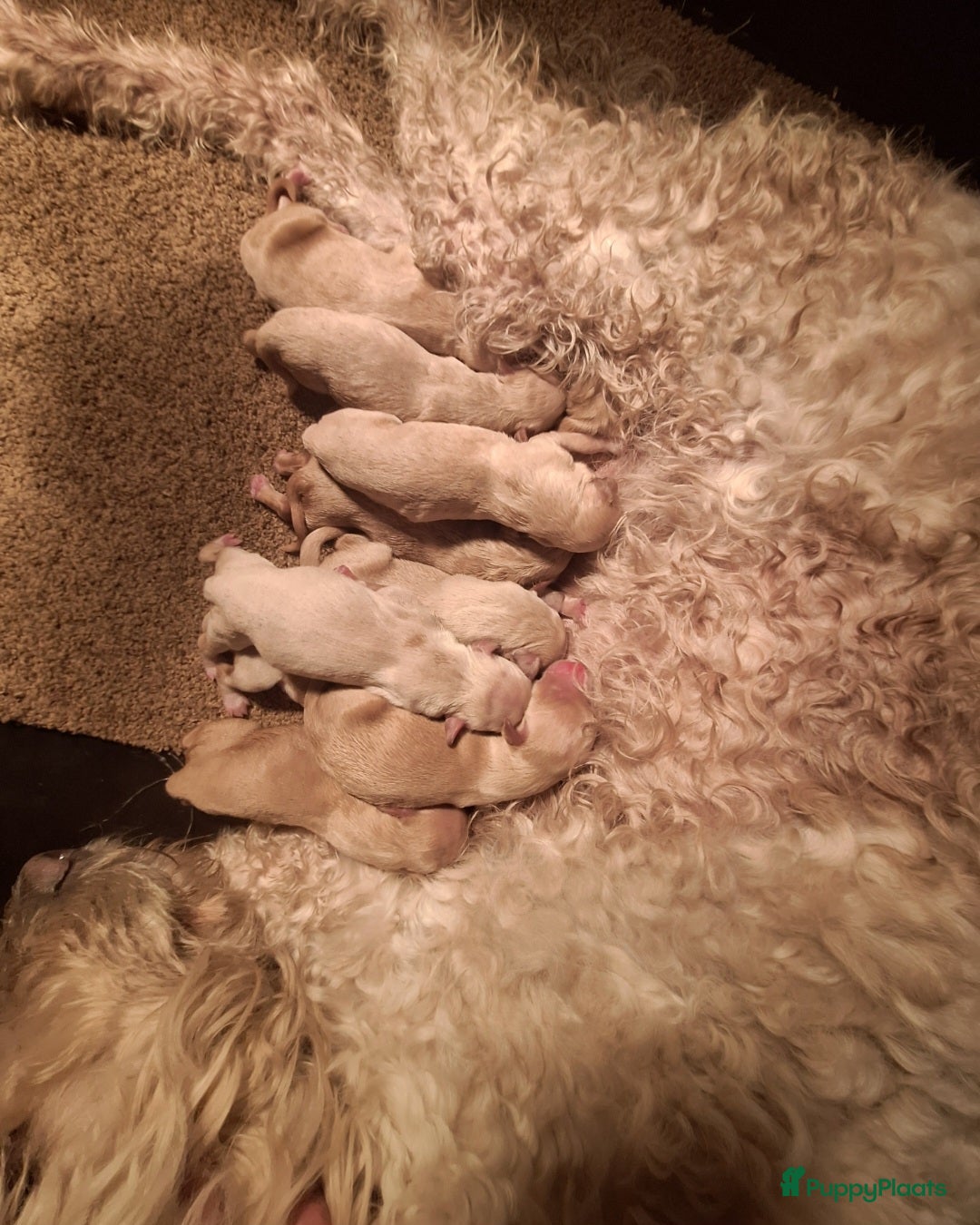 Labradoodle honden te koop: Labradoodle pups  - Advertentie 5