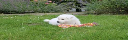 Akita honden te koop: Zeldzaam mooie Japanse Akita Inu pups - Advertentie 9